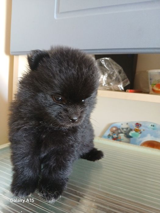 Щенки мини шпица