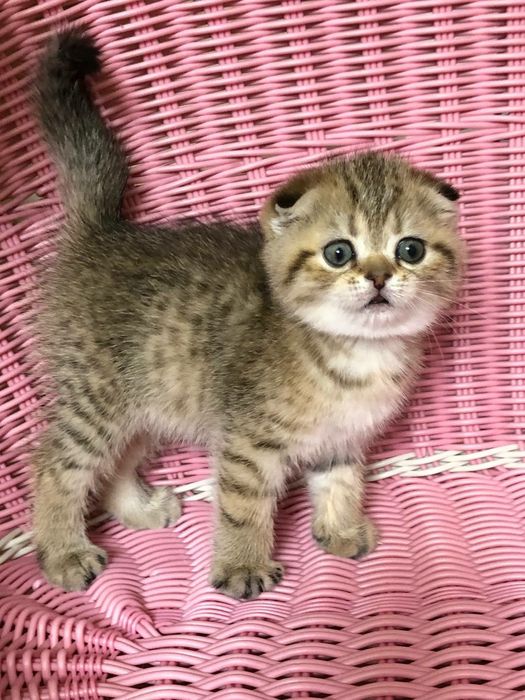 девочка скоттиш фолд золотая шиншилла табби