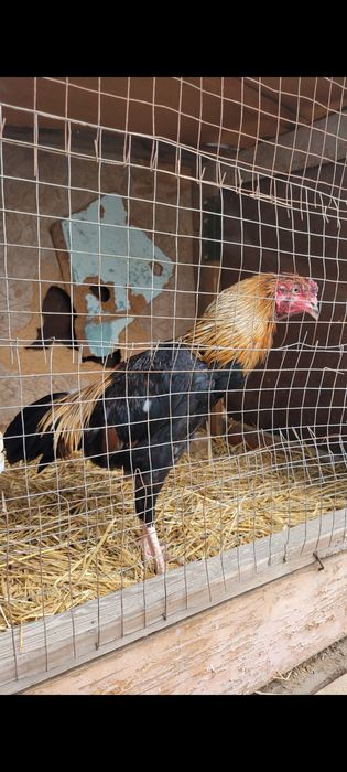 Продам Бойцовых Петухов