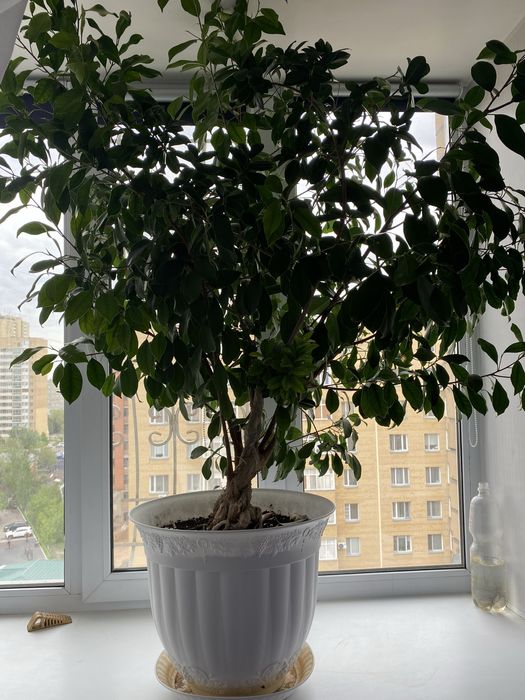 Продам фикус Бенджамина