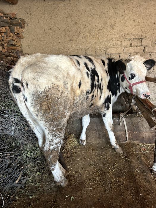 Продам продам срочно