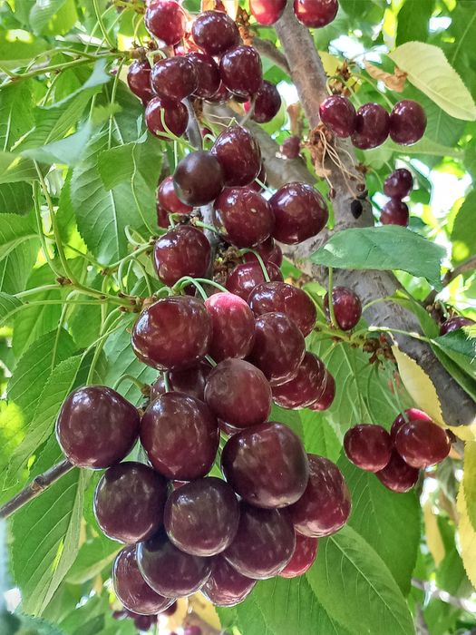 Экспортбоб валовье гилоси - Черешня валовье сердца