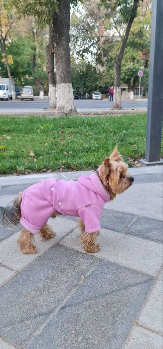 Одежда для животных от TURKAN.