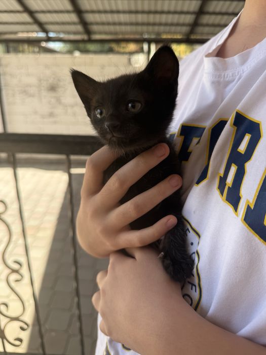 Котята отдам бесплатно