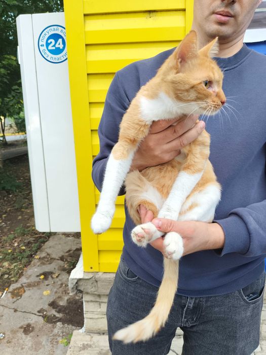 Котёнок, мальчик- 7 месяцев
