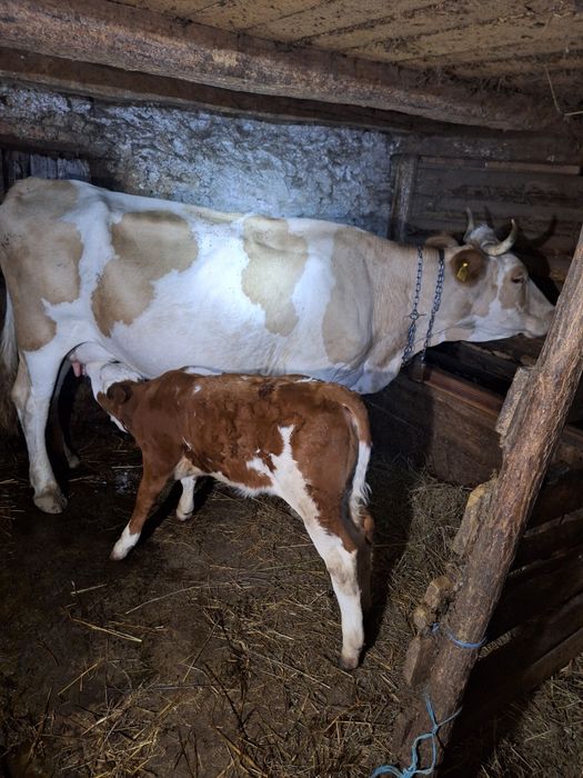 Vaca si vitel de vanzare