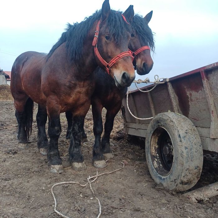 Vand armasarii 3 anii