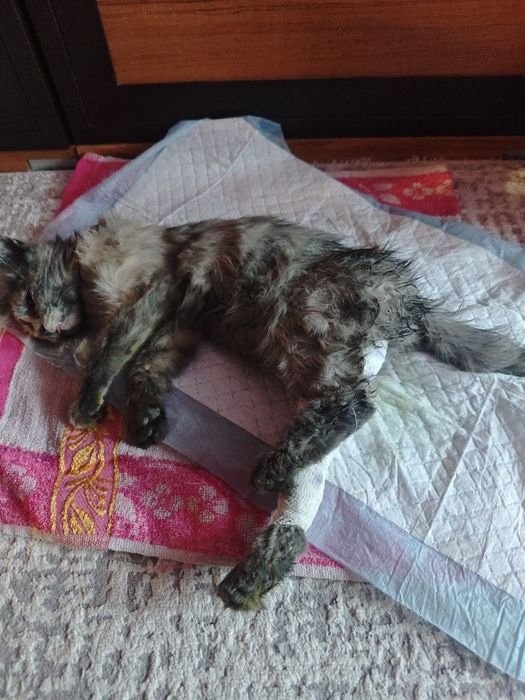 Кошка отдам в хорошие руки