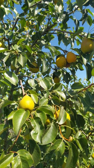 Продам дачу в 1 общ. 400000т. полив отличный