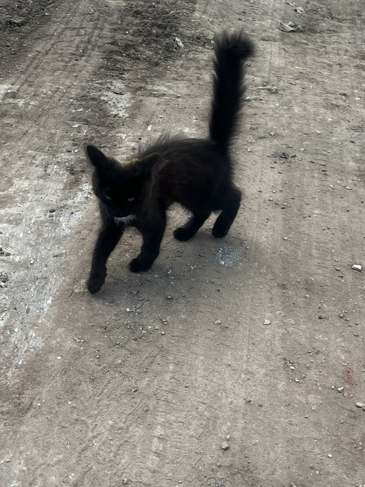 Котенок в добрые руки