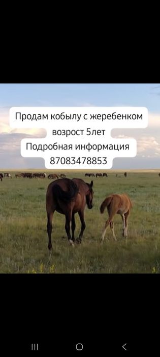 Продам кобылу с жеребенком