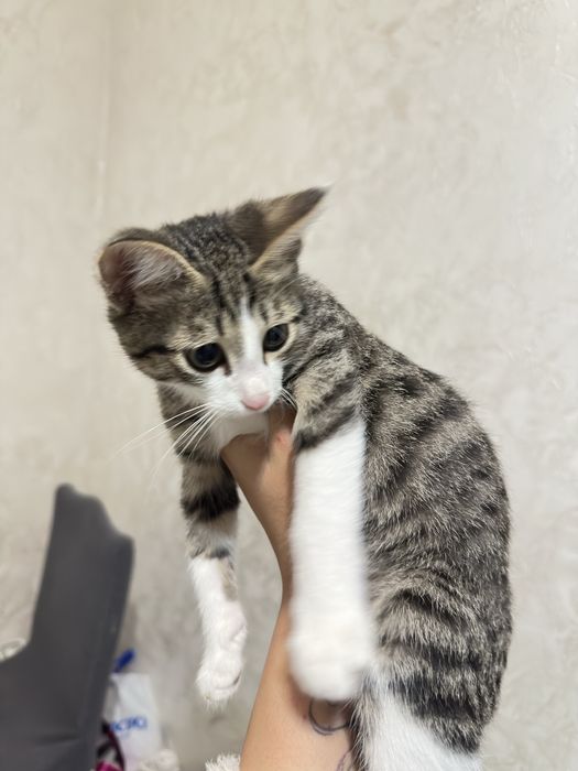 Кот мальчишка отдам в добрые руки