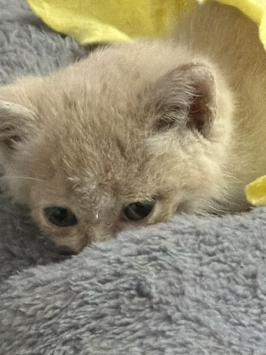котенок  кошка котенок