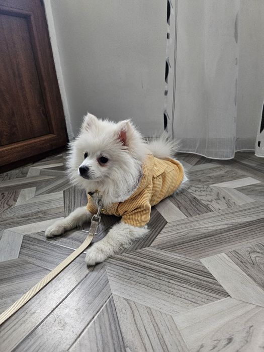 Померан-шпиц момче на 2 месеца с ваксини до момента