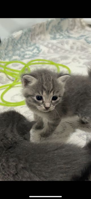 Продам породистых котят