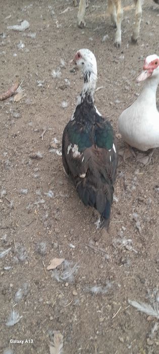 Продам хороших индоуток