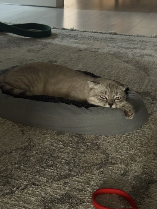 Кот для вязки породистый
