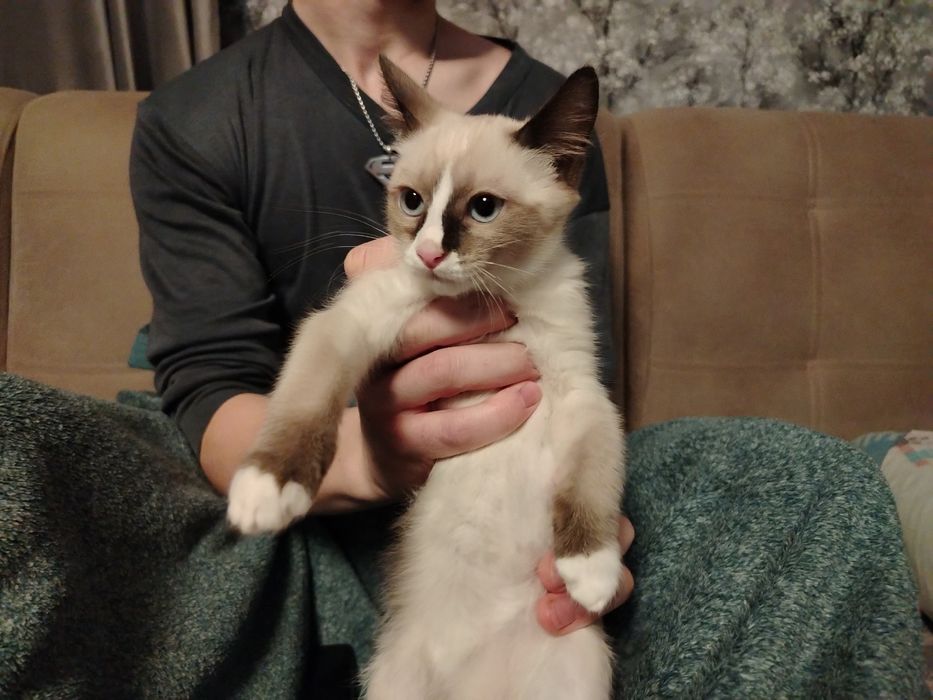 Отдам котят в добрые руки