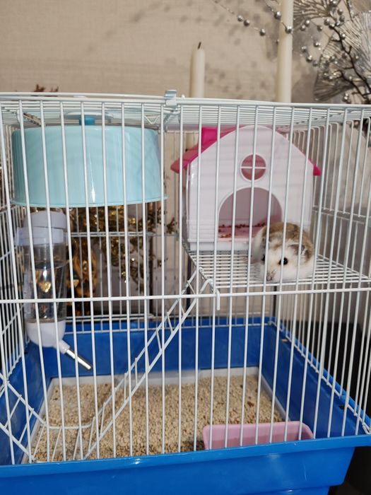 Отдам даром хомяка.