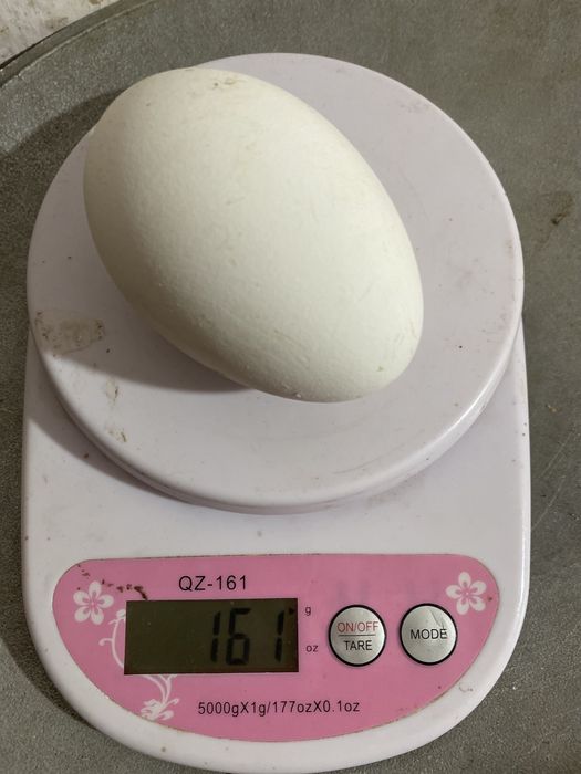 Яйца инкубационные гусиные ,утиные