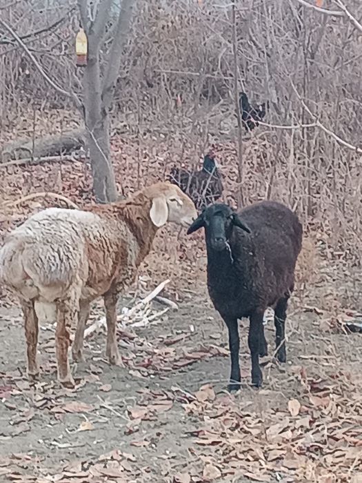Продам два барана.