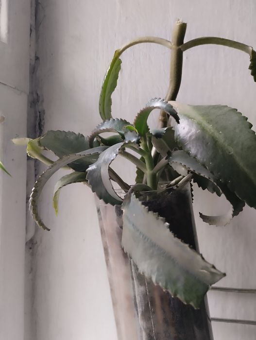 Каланхоэ лекарственное .