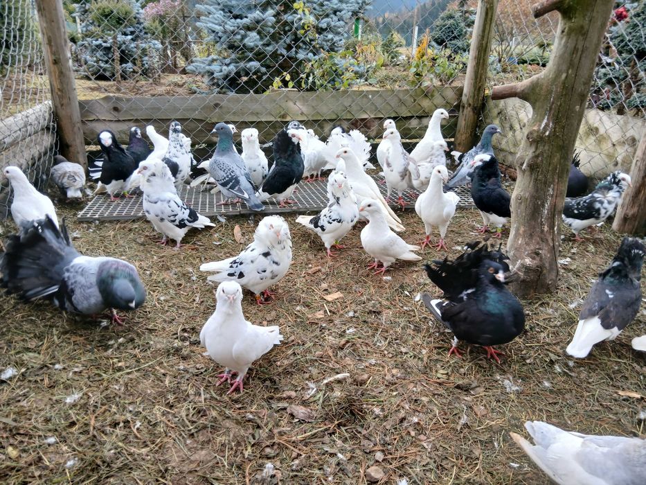 Vînd porumbei voiajori germani, voiajori și capucini