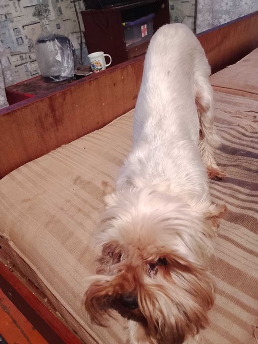 Продам  мини Йорка мальчик