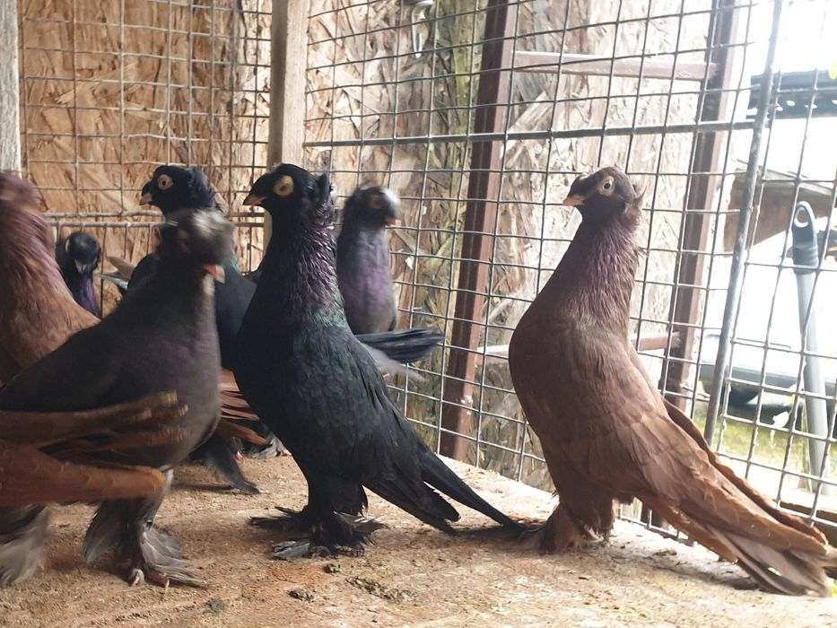 Jucatori de Botoșani