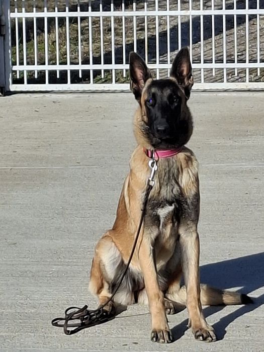 Dresaj canin Pitesti