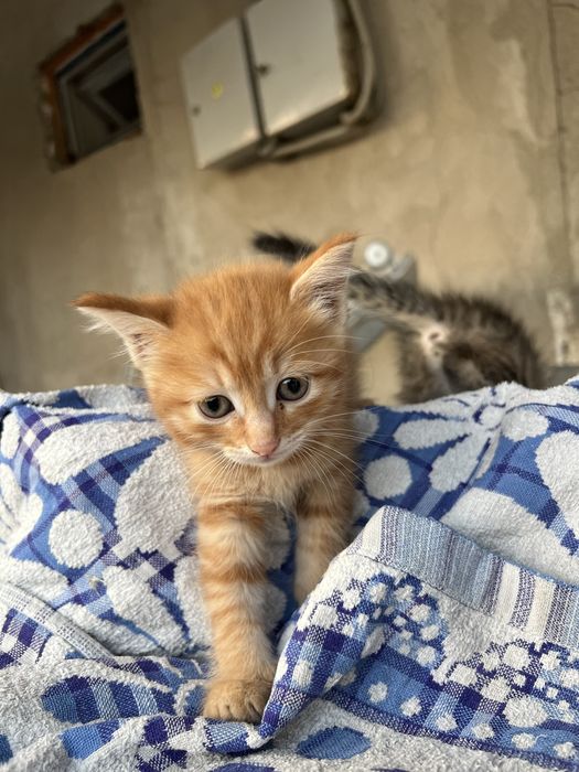 Отдам котят бесплатно