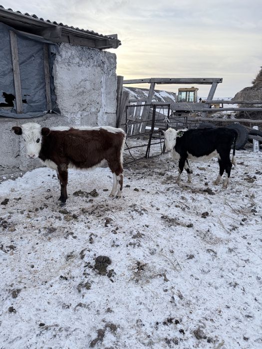 Продаються три телки и один бычок