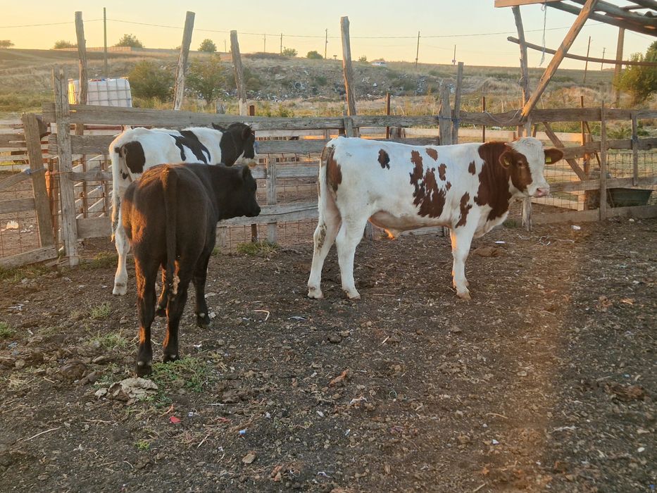 4 taurasi de vanzare