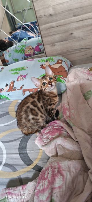 Бенгальские котята