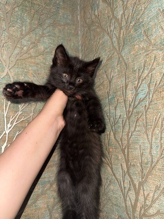 Котята бесплатно домашние