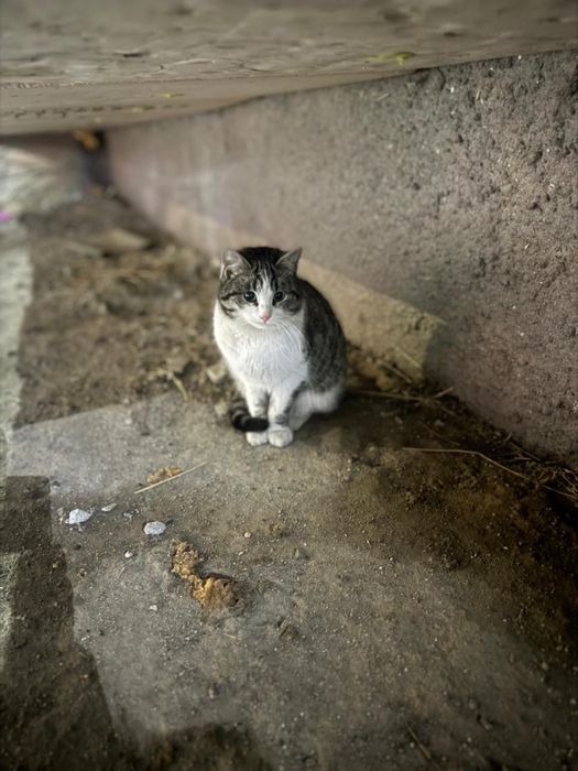 Пристраивается кот