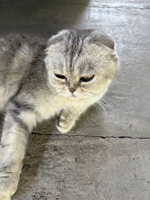 Отдам кошечку в добрые руки