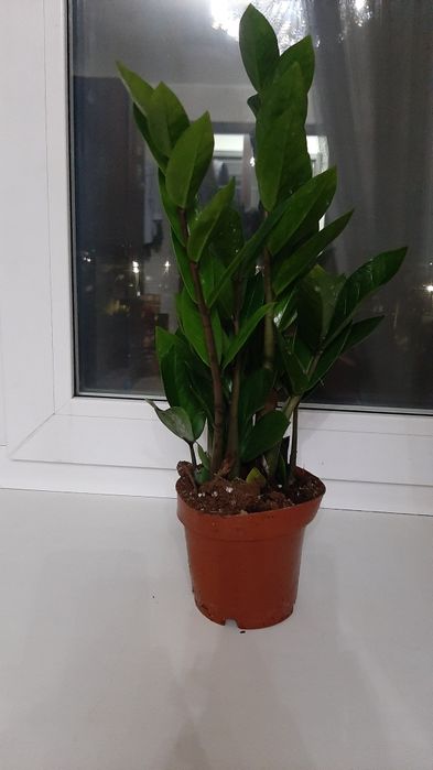 Продам замиокулькас