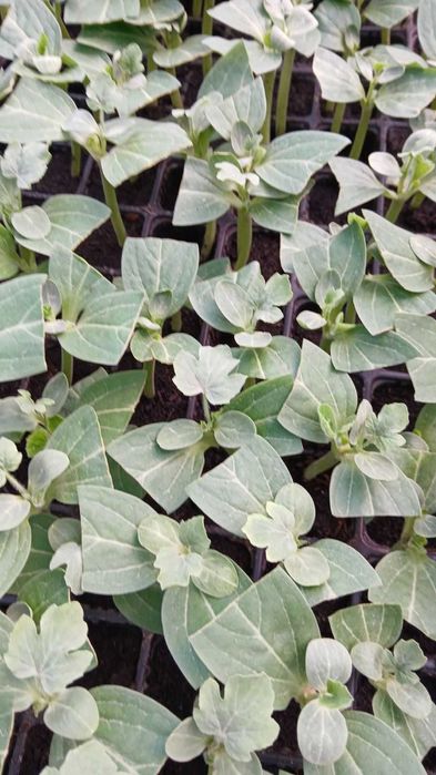 Разсад домат, краставици, зеле и др.