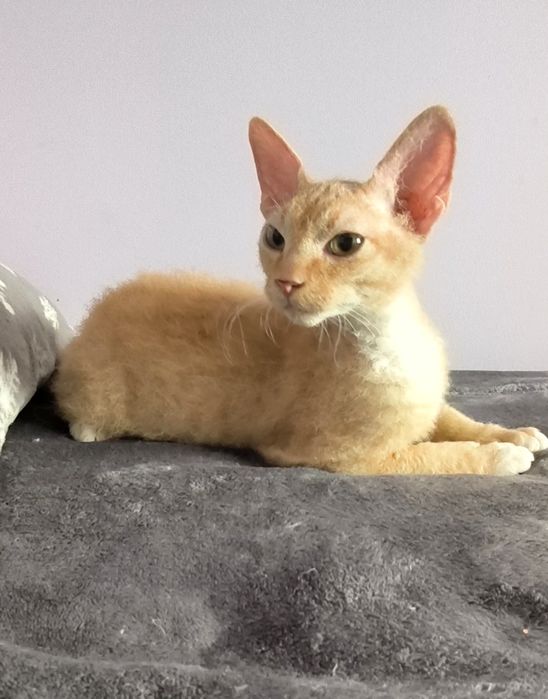 Браш кьдравокос момченце с родословие