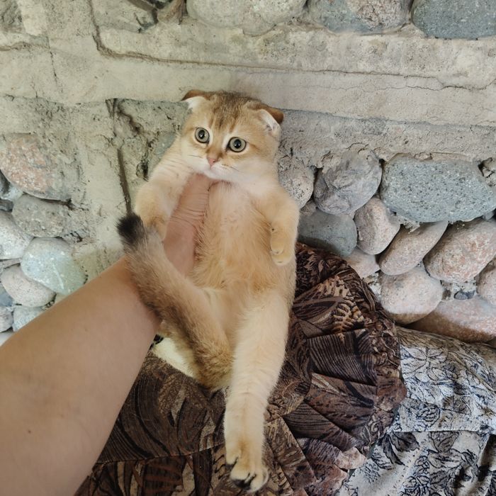Котята Шиншиллы Фолд