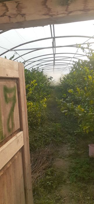 Шу 24 йилги Лимон бор узбекистонда, 10 т. атрофида