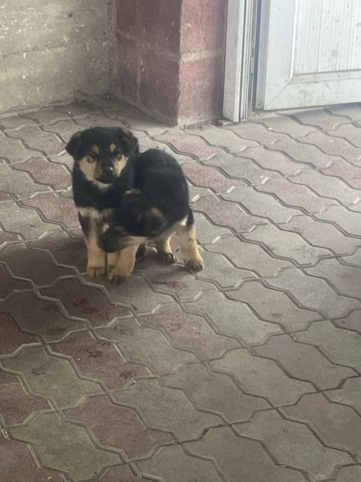 Продам щенков   .