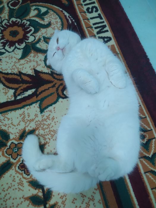 Чисто кровный чисто белый Скотиш Фолд на Вязку