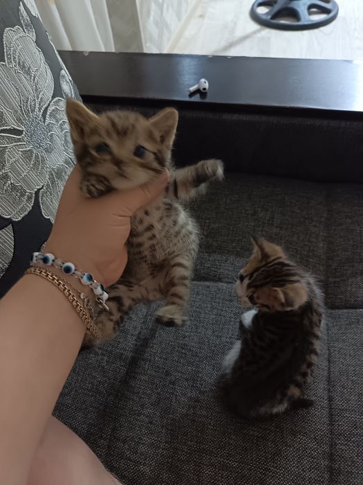 Котята бесплатно