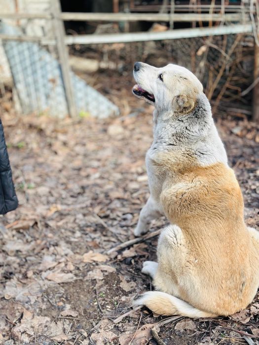 Алабай девочка. Ищет семью.