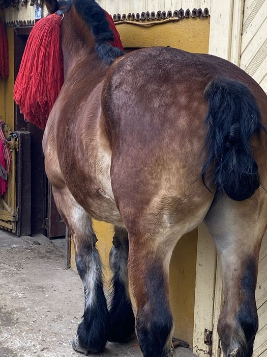 Vând iapă de 8 ani