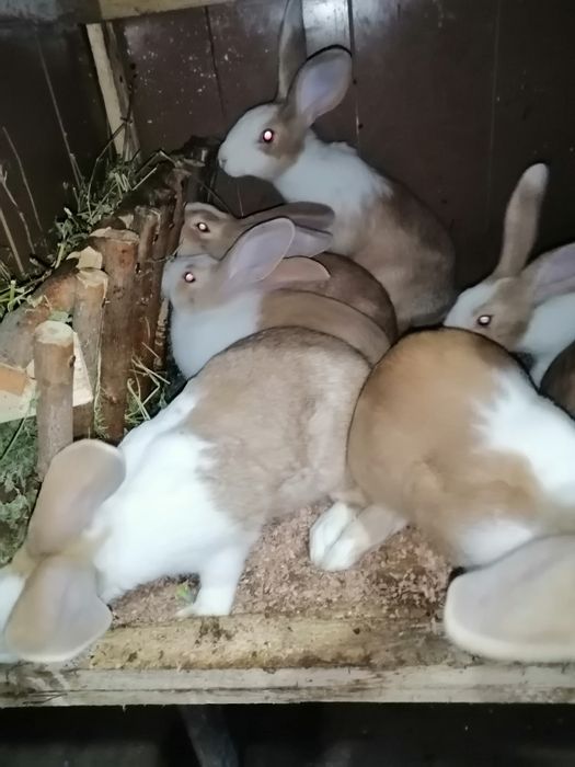 Vând iepuri hycol francez