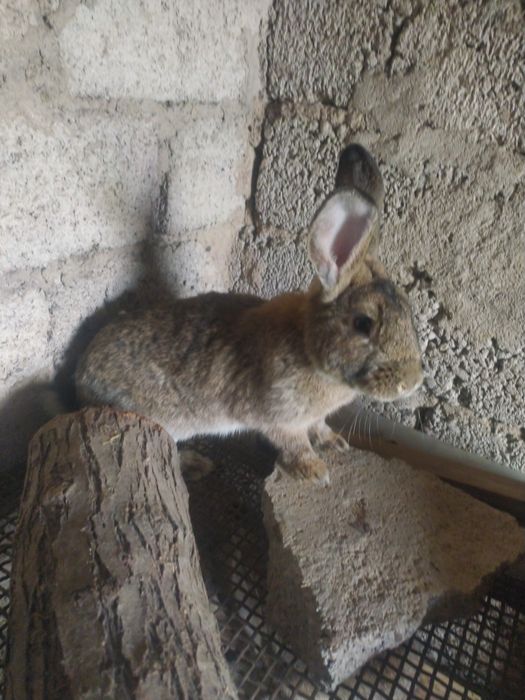 Quyonlar sotiladi olganga barakasini bersin va oʻzidan koʻpaysin