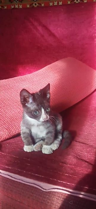 Отдам в добрые руки